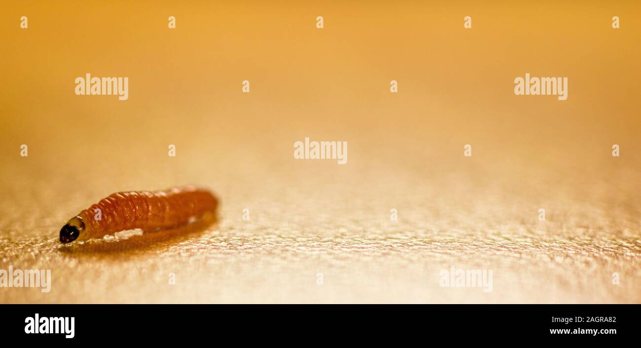 Une seule larve ramper sur une table, le cliché pris en macro. Banque D'Images