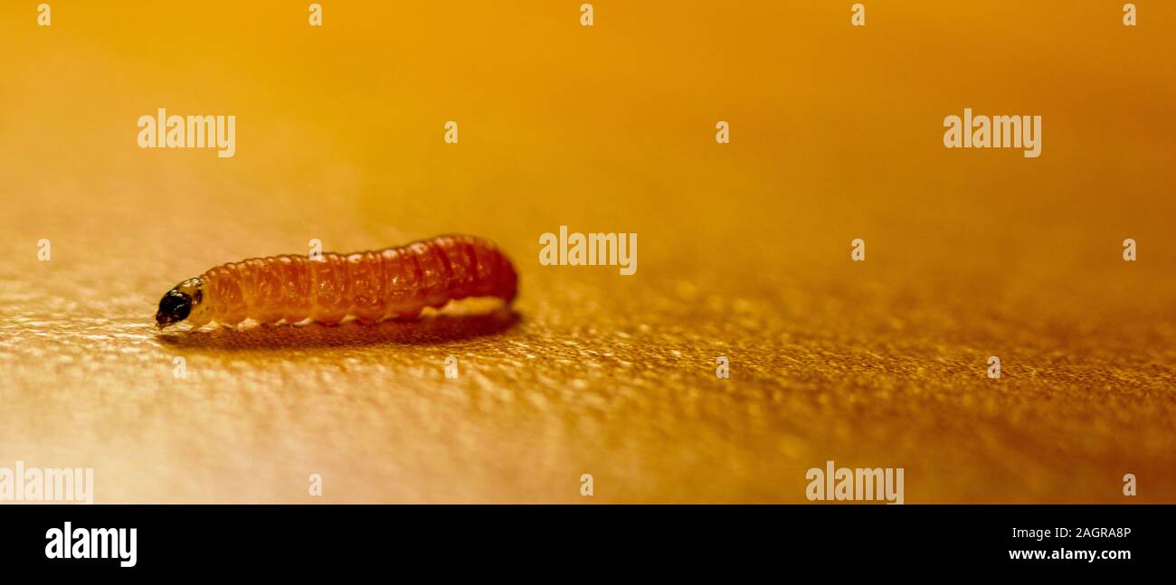 Une seule larve ramper sur une table, le cliché pris en macro. Banque D'Images
