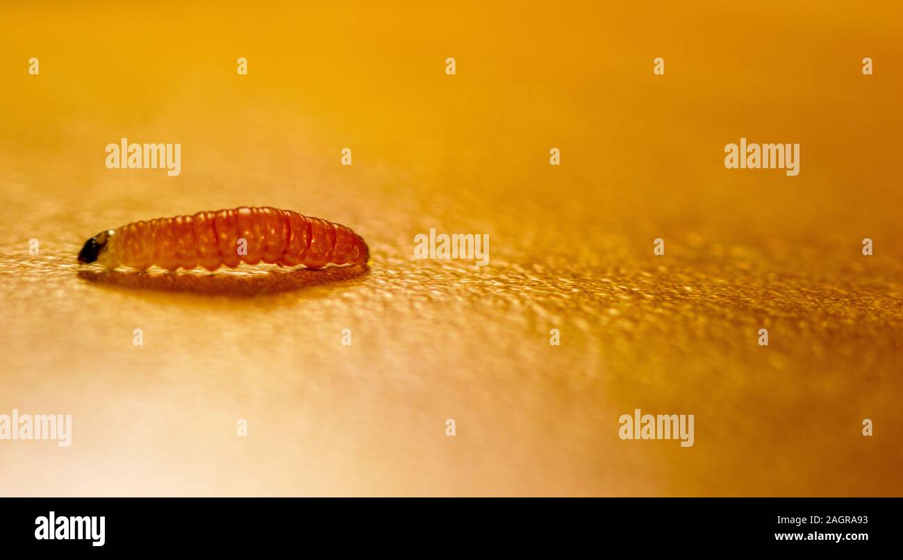 Une seule larve ramper sur une table, le cliché pris en macro. Banque D'Images