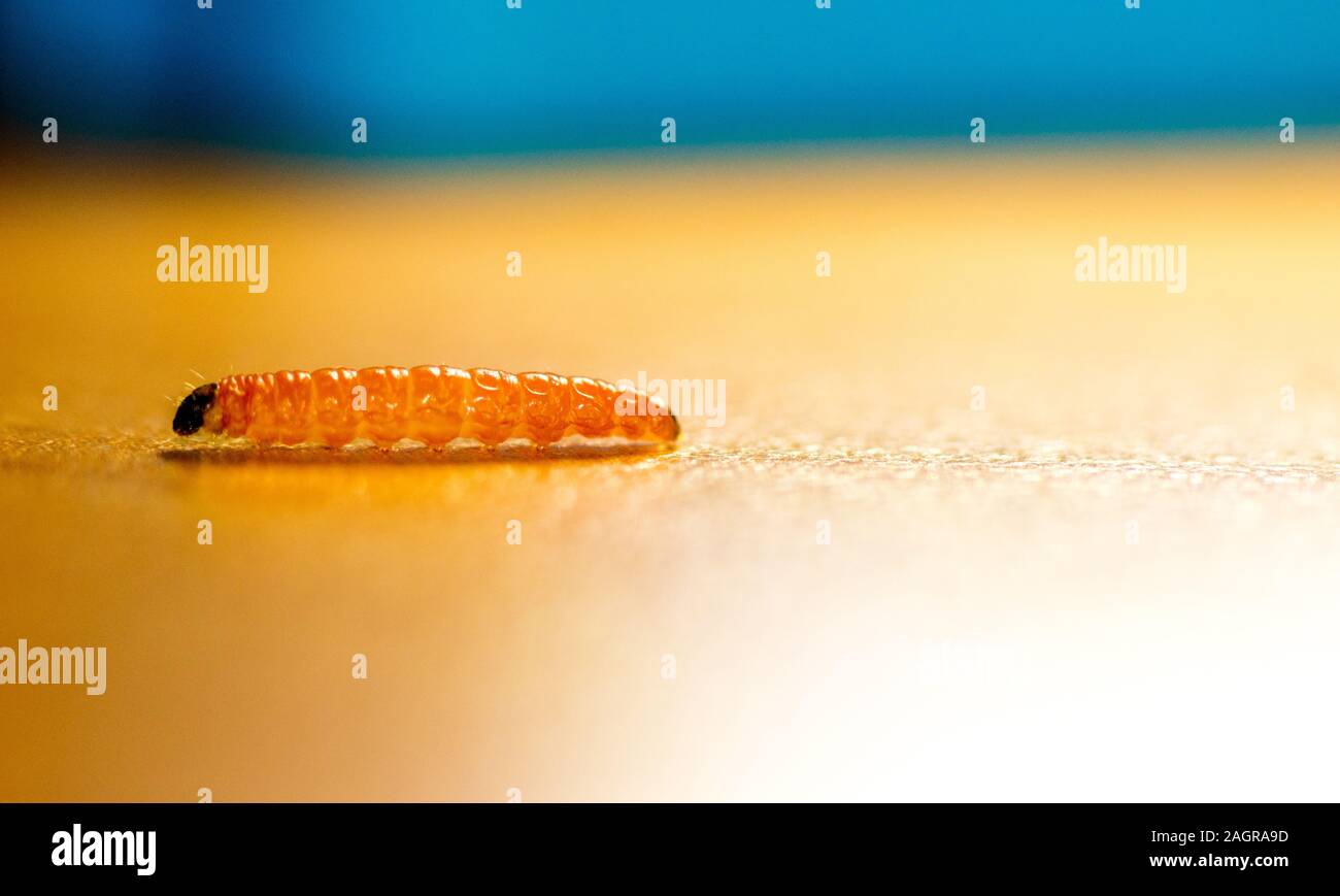 Une seule larve ramper sur une table, le cliché pris en macro. Banque D'Images