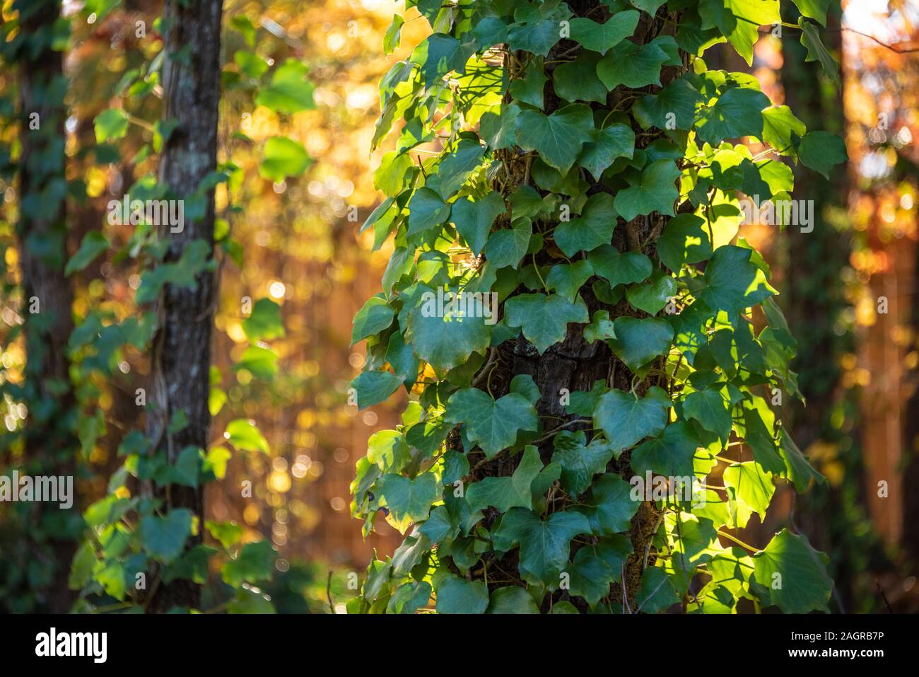 Le lierre grimpant pins sur fond de soleil, feuillage de l'automne près d'Atlanta, Georgia, USA. Banque D'Images
