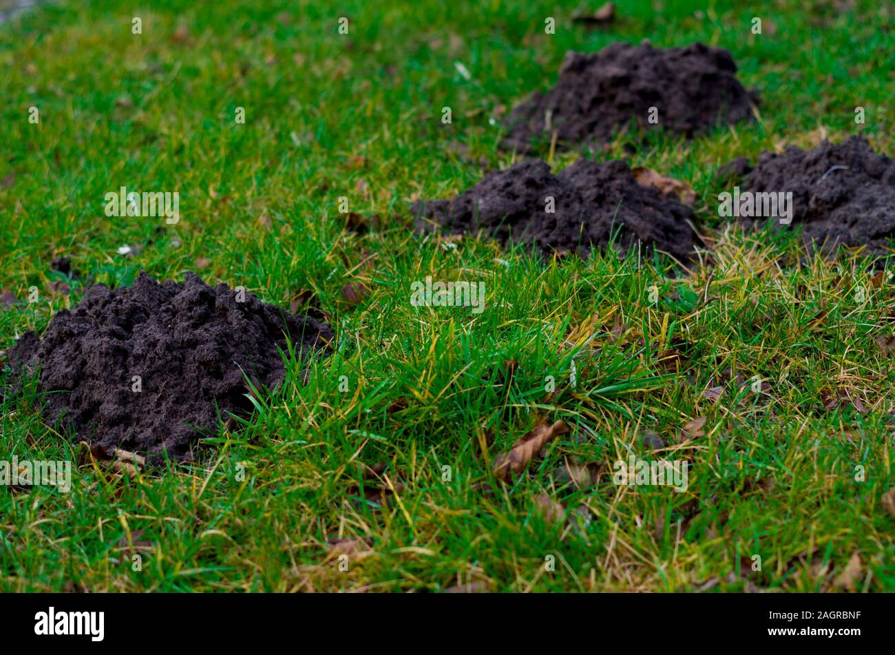 Mountain mole hills couvrent un champ stérile. Un signe de bonne santé de la terre végétale sans nitrates et d'engrais chimiques. Catastrophe pour les parcs et terrains de golf. Banque D'Images