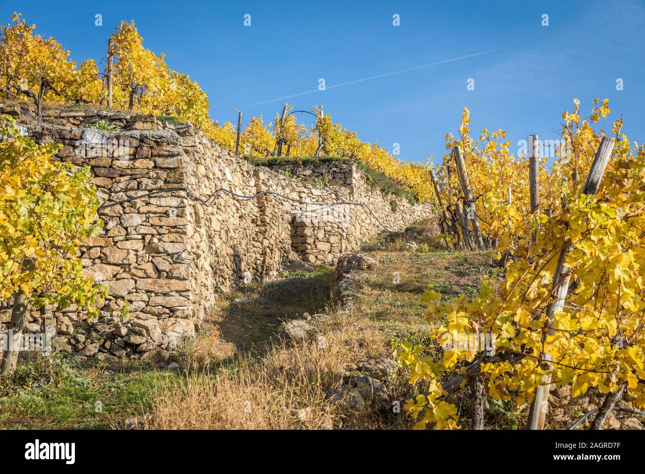 Dans le stonewall traditionnels vignobles près de Durnstein, Wachau, Autriche Banque D'Images