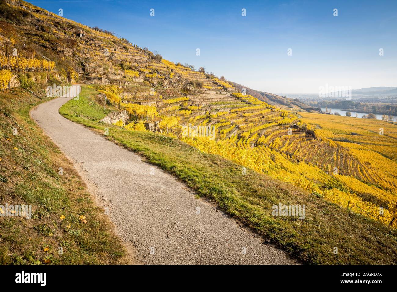 Chemin à travers les terrasses de la région viticole de Wachau, Autriche - image Banque D'Images