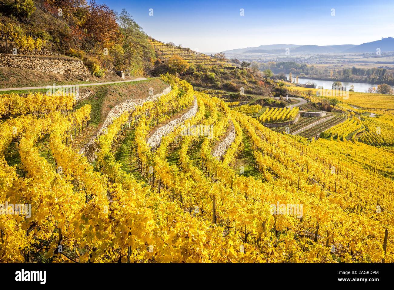 Conference avec terrasses à l'automne en vallée de la Wachau près de Durnstein, Autriche Banque D'Images