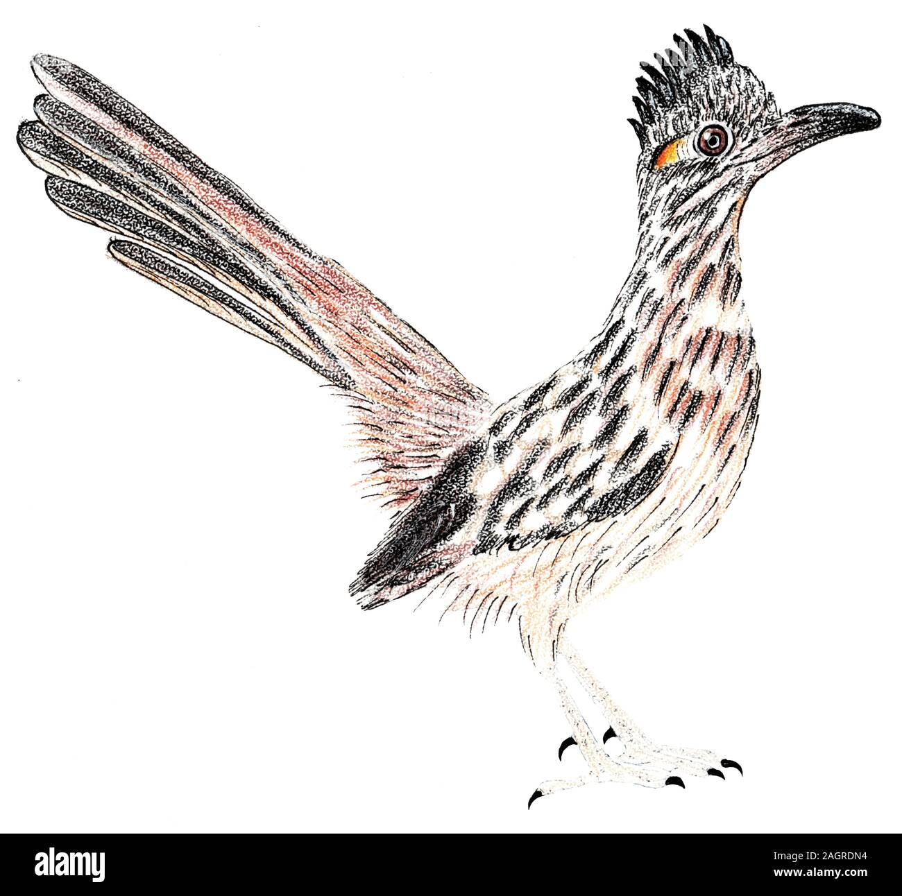 Chemin de table. Grand roadrunner. Geococcyx californianus. Illustration oiseau. Banque D'Images