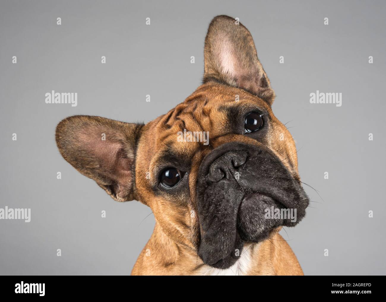 Portrait d'un chien français de Bulldog (homme, 2 ans, dans la sable) au  Royaume-Uni Photo Stock - Alamy