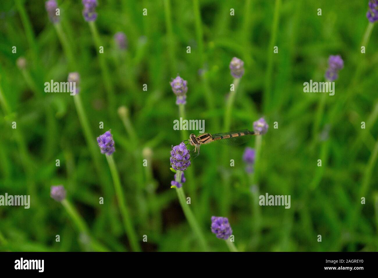 Libellule sur une fleur dans un jardin dans le Bedfordshire Angleterre UK Banque D'Images