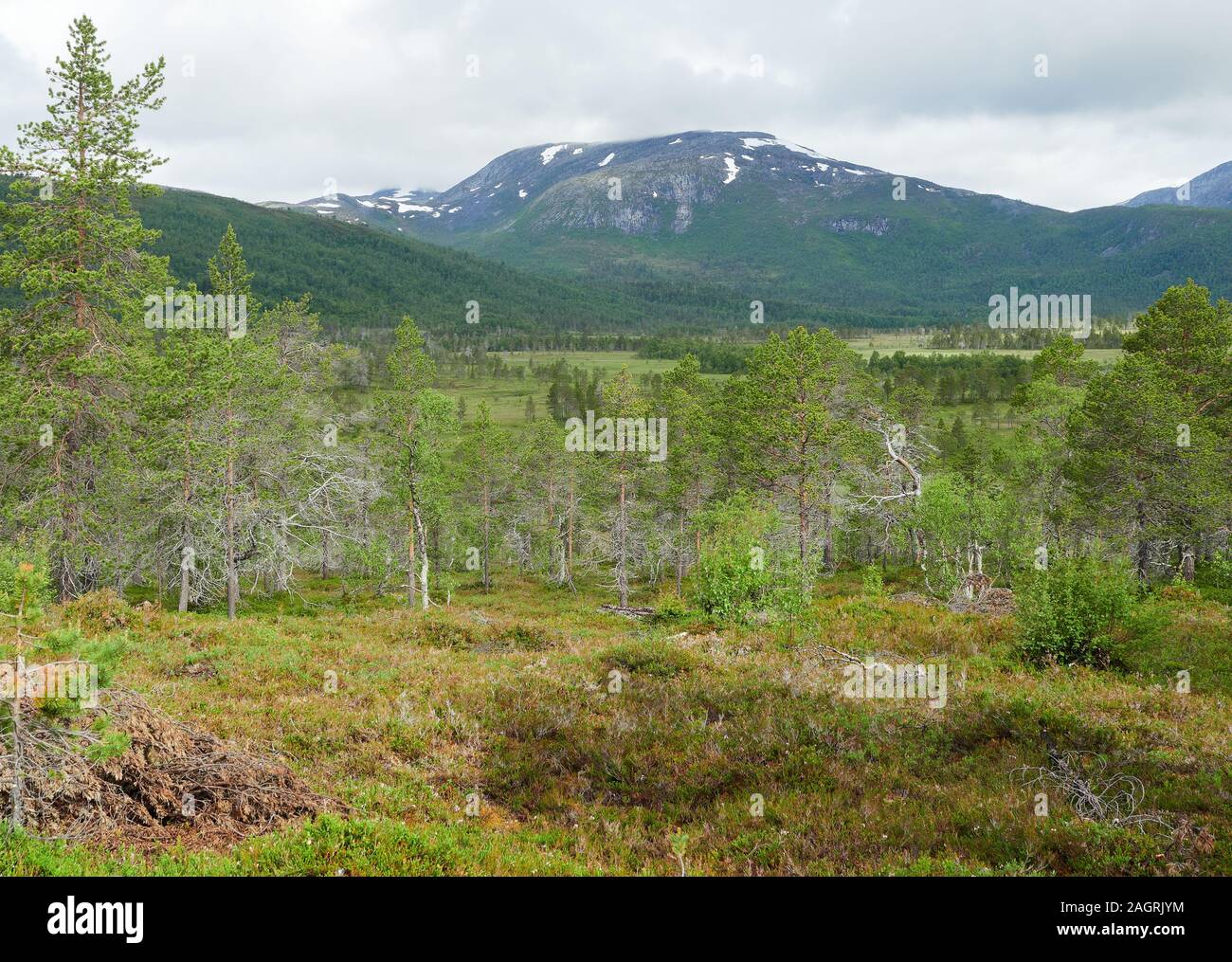 Paysage d'été nordique avec des montagnes, des forêts à l'avant-plan et de sommet de montagne dans l'arrière-plan. Ånderdalen parc national, l'île de Senja, Troms Banque D'Images Paysage d'été nordique avec des montagnes, des forêts à l'avant-plan et de sommet de montagne dans l'arrière-plan. Ånderdalen parc national, l'île de Senja, Troms Banque D'Images