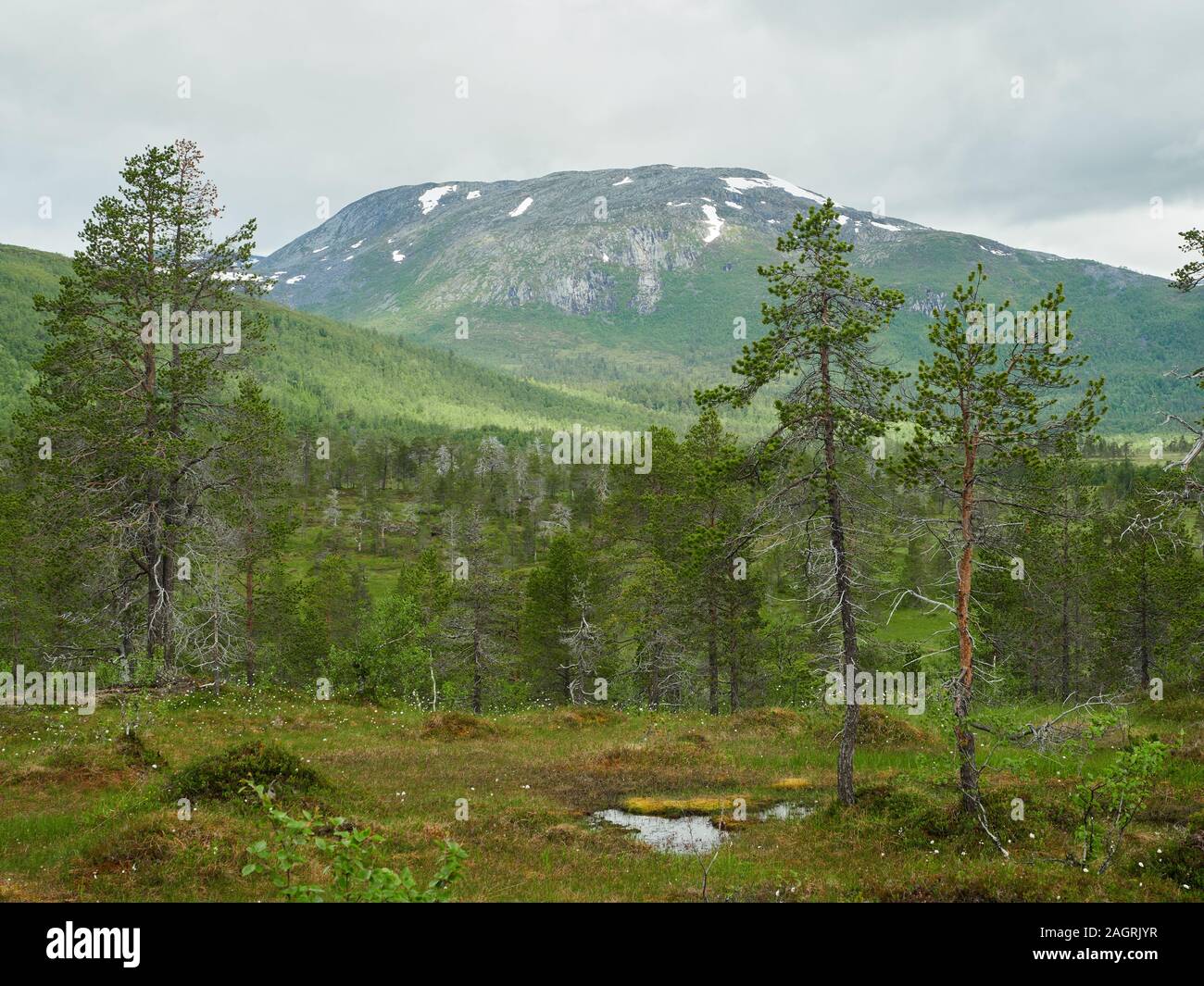 Paysage d'été nordique avec des montagnes, des forêts à l'avant-plan et de sommet de montagne dans l'arrière-plan. Ånderdalen parc national, l'île de Senja, Troms Banque D'Images Paysage d'été nordique avec des montagnes, des forêts à l'avant-plan et de sommet de montagne dans l'arrière-plan. Ånderdalen parc national, l'île de Senja, Troms Banque D'Images