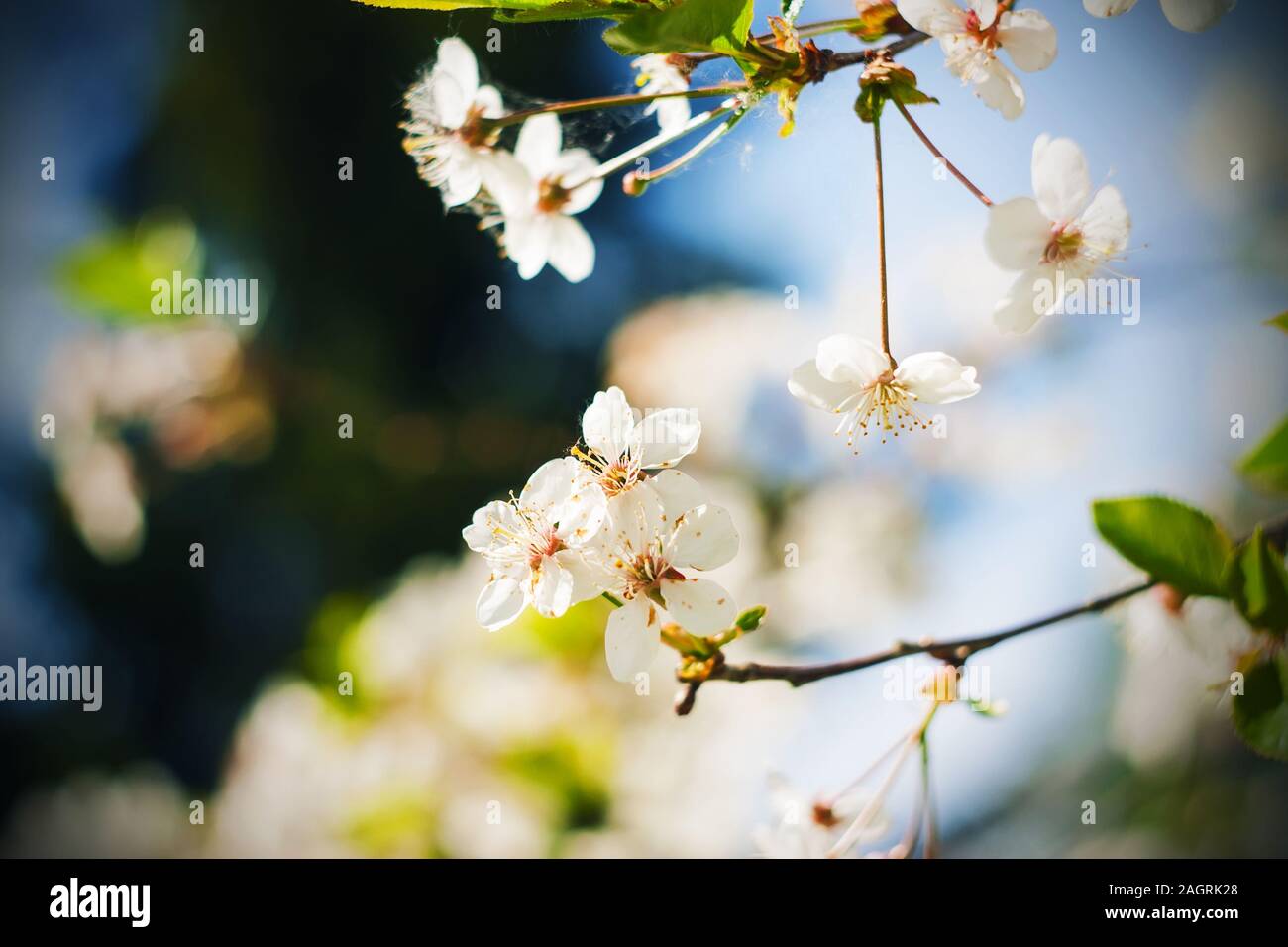 Délicate Blanche-neige fleurs de cerisier a fleuri sur les branches avec de  jeunes feuilles vertes au printemps sur une claire et chaude journée  ensoleillée peut Photo Stock - Alamy
