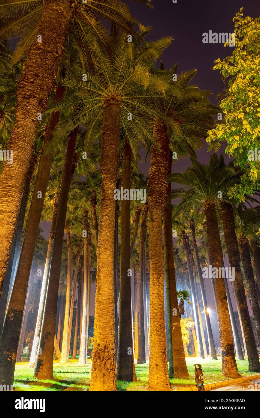 Un bel arrière-plan d'un plam arbres / dates fild de nuit Banque D'Images