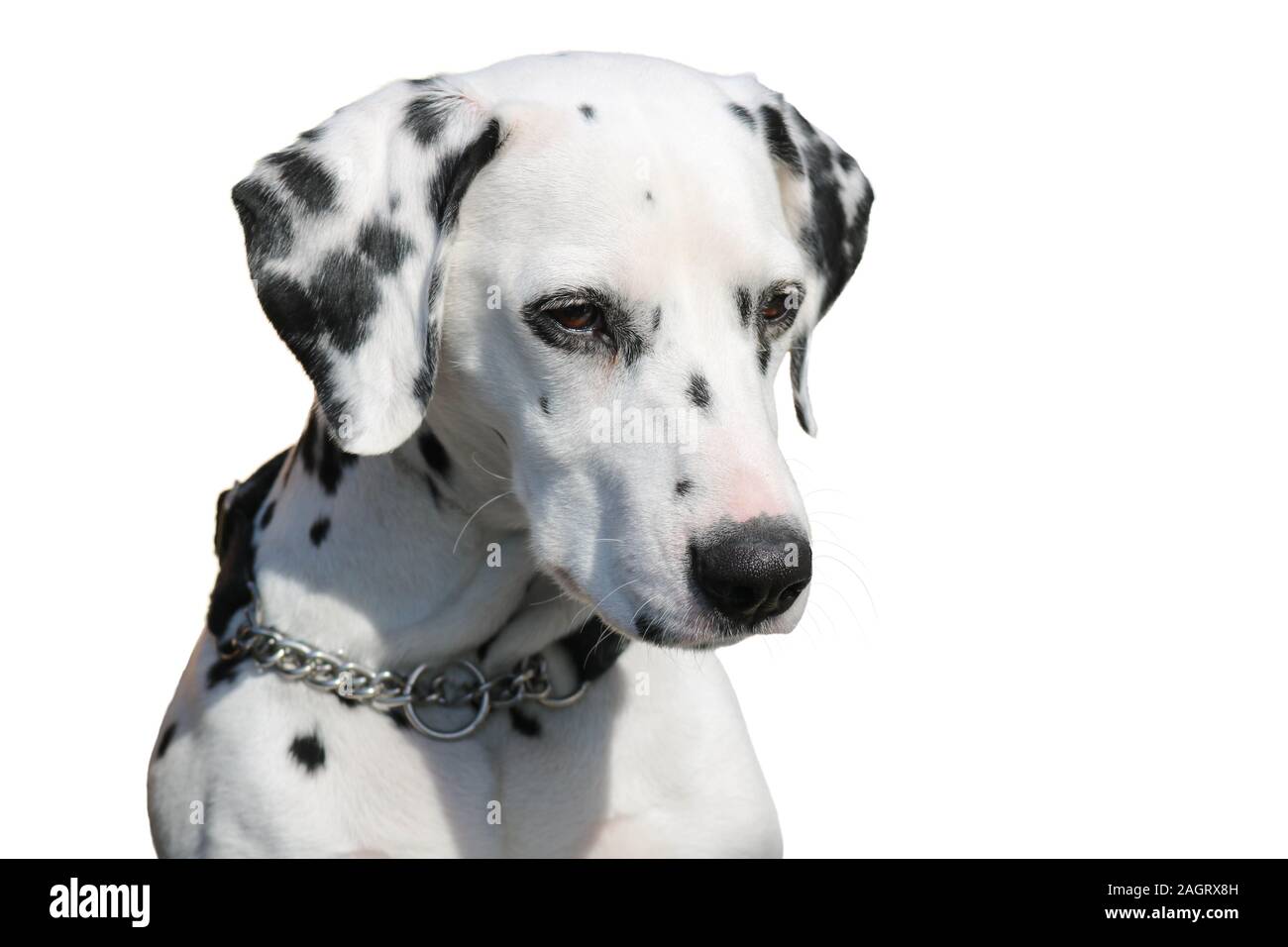 Portrait de chien dalmatien isolé sur fond blanc Banque D'Images