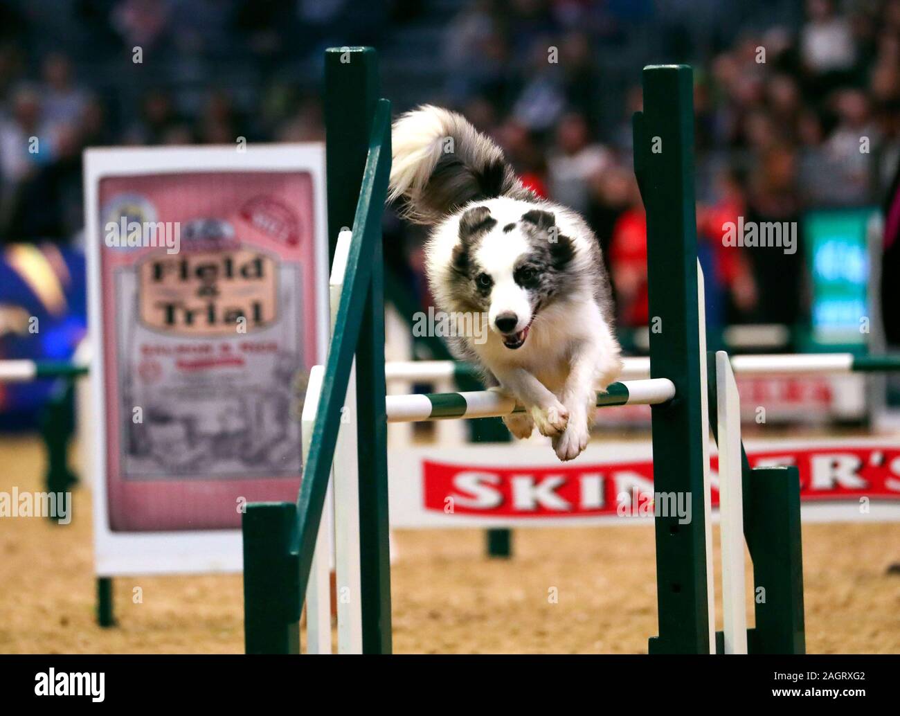 Un chien est en concurrence dans le Kennel Club Grand Grand Prix de saut pendant six jours de la London International Horse Show à l'Olympia de Londres. Banque D'Images