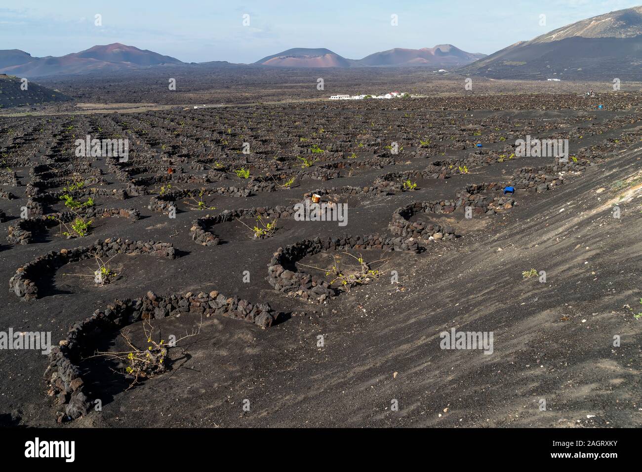 Vignoble typique sur sol volcanique, La Geria, Lanzarote, îles Canaries, Espagne Banque D'Images