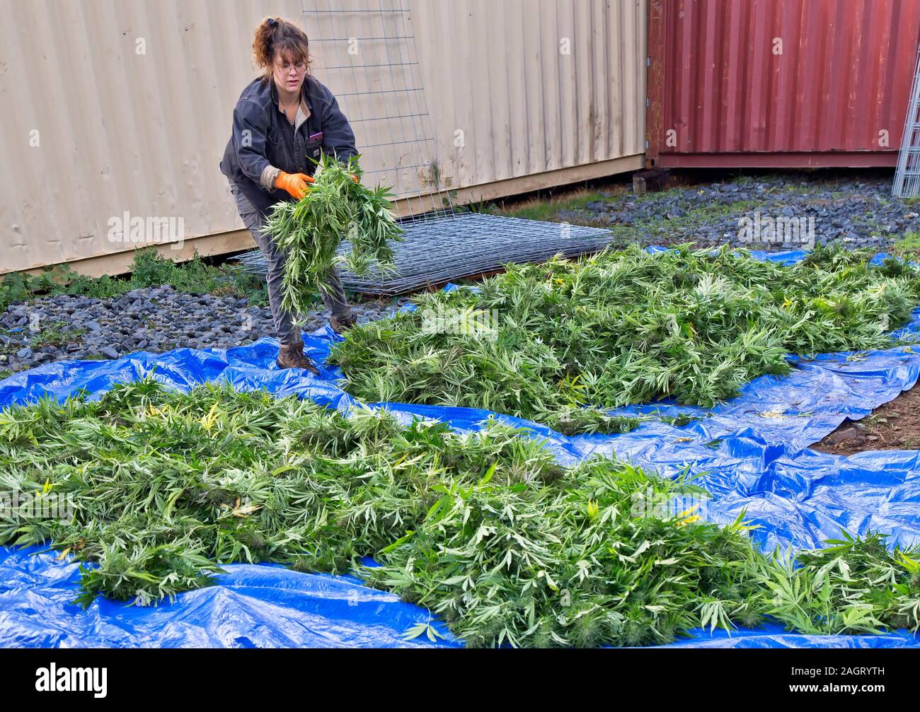 Travailleur agricole la récolte de chanvre récoltés tri uver 'Haze' souche, Cannabis sativa. Banque D'Images