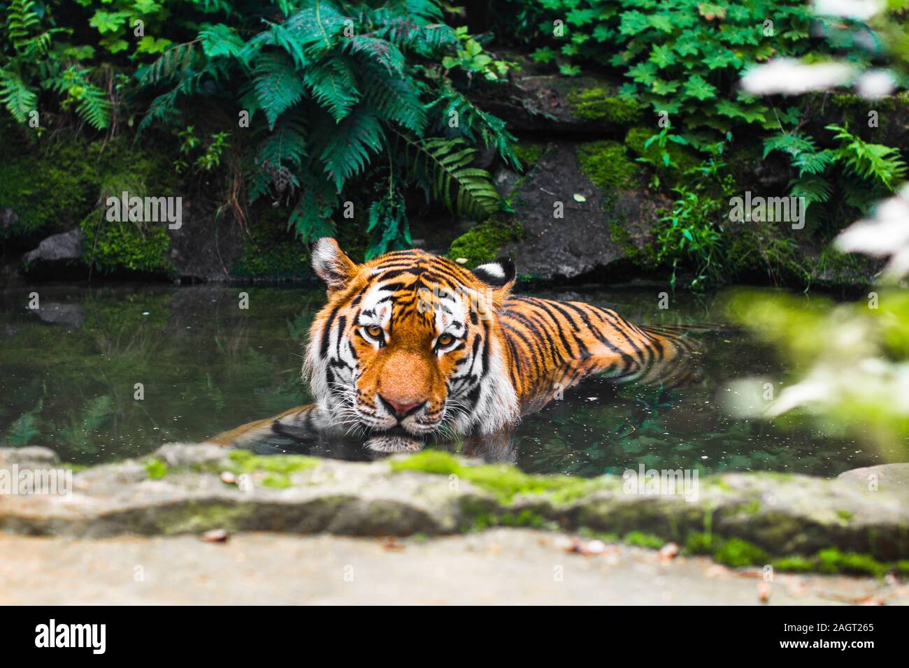 Un tigre est couché dans la rivière autour des roches et de la faune en fougère vert Banque D'Images