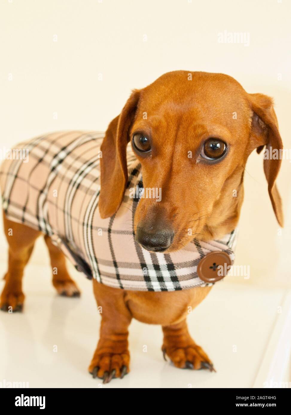 Teckel miniature les vetements Photo Stock Alamy