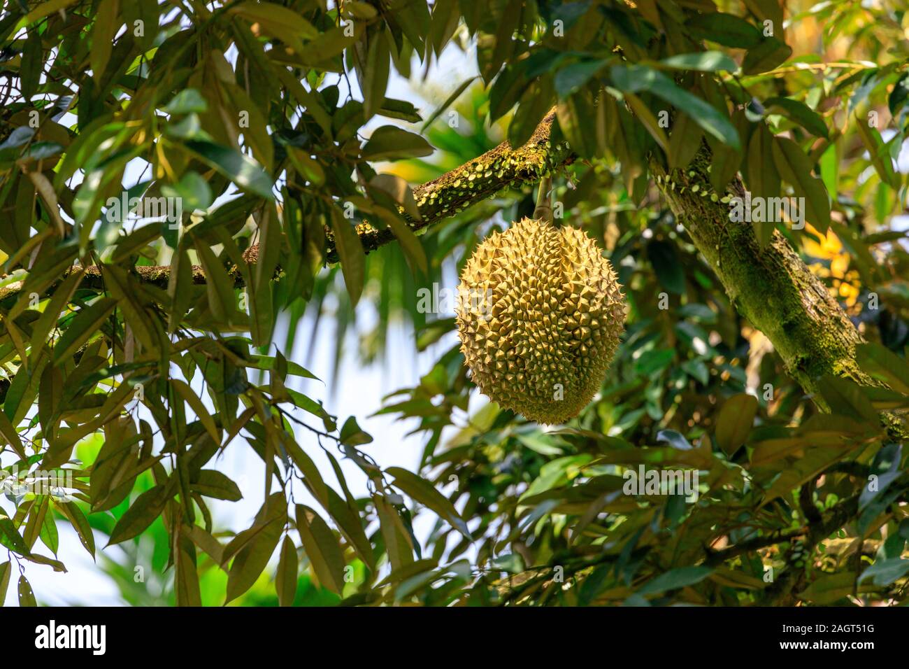 Durian fruit mûr accroché sur arbre en Thaïlande Banque D'Images