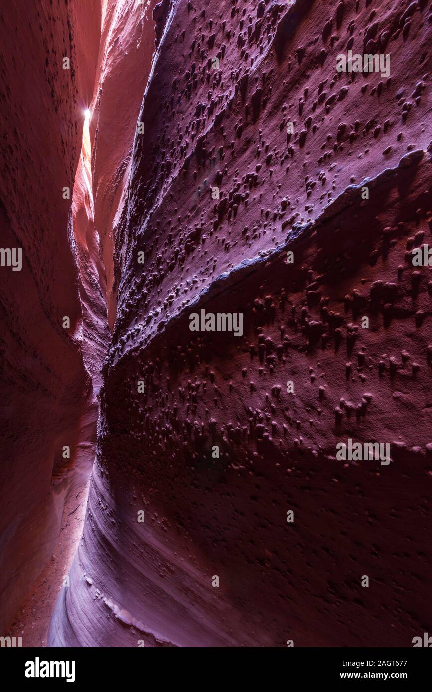 Pinçant par Spooky Slot Canyon, Coyote Dry Fork, Grand Staircase Escalante National Monument (Utah) Banque D'Images