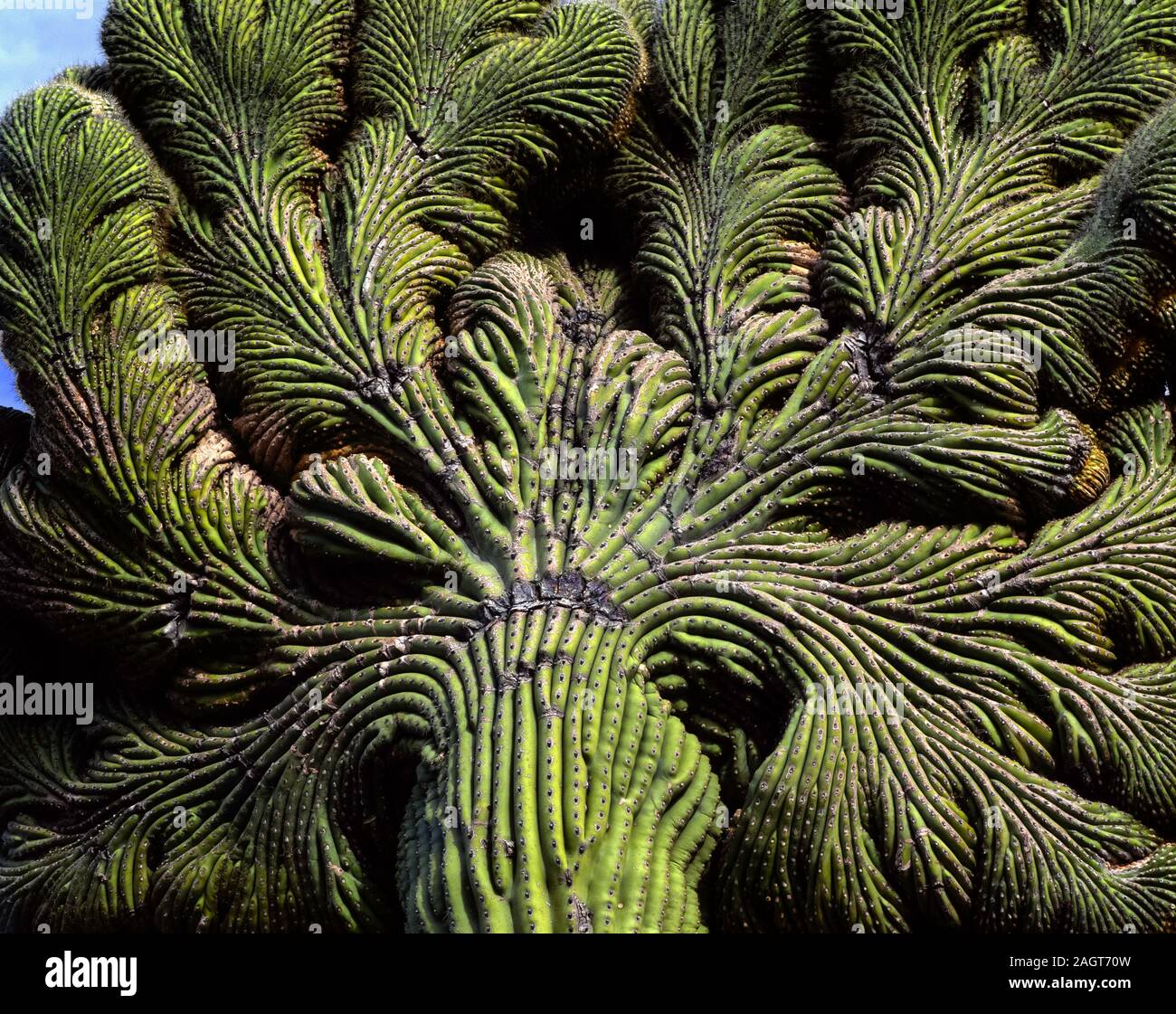 Crested saguaro Cactus tuyau d'orgue en National Monument, Arizona Banque D'Images