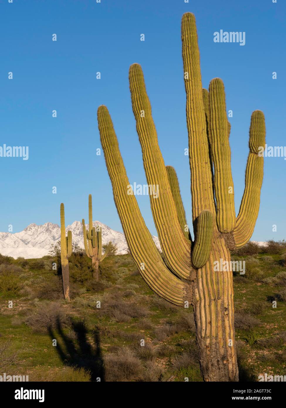 La fin de l'hiver neige sur quatre pics, Mazatzal Mountains, Arizona Banque D'Images