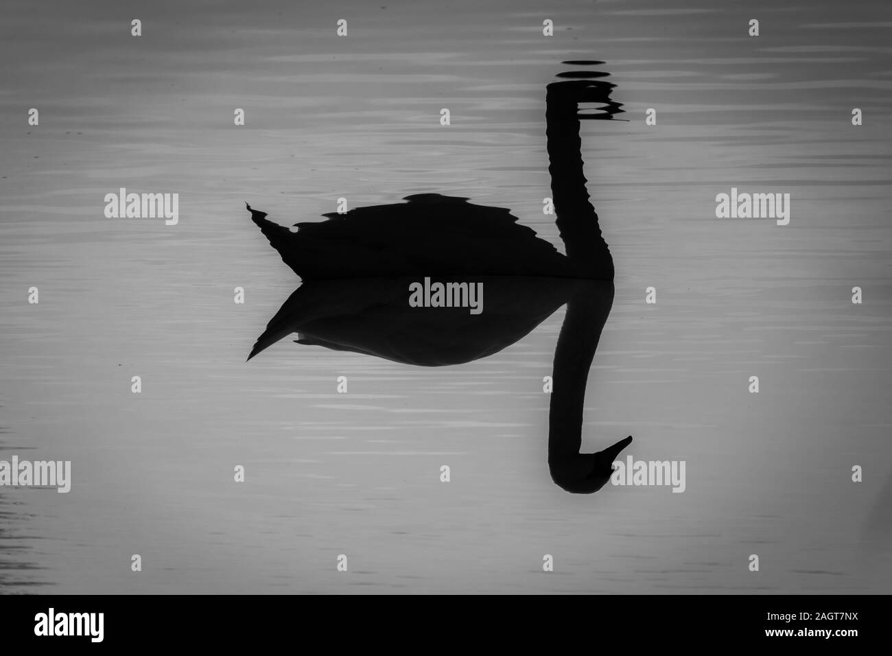 Un cygne nageant sur le lac et se reflète dans l'eau Banque D'Images