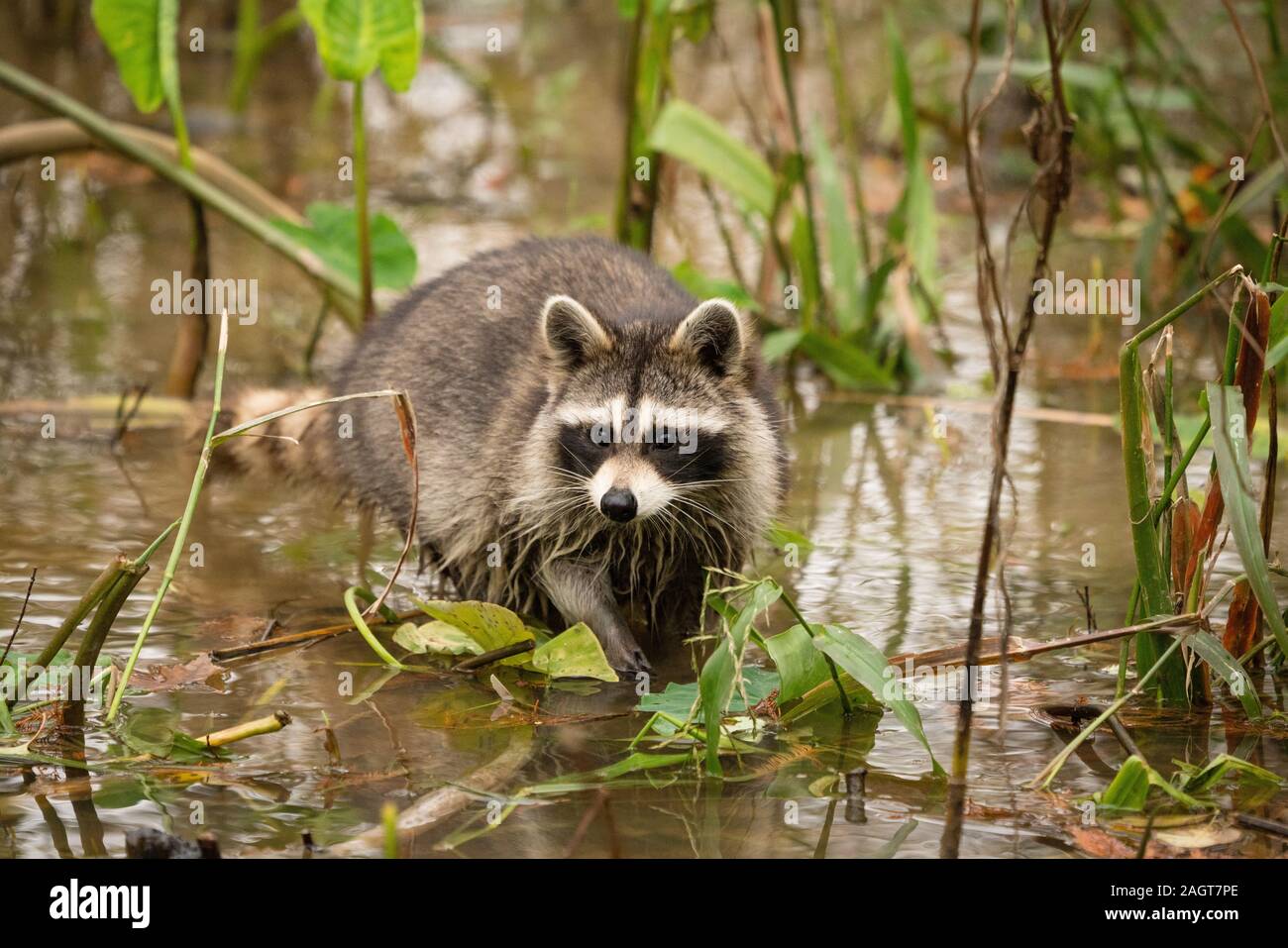 Un raton-laveur de patauger dans un marécage du sud en Louisiane Banque D'Images