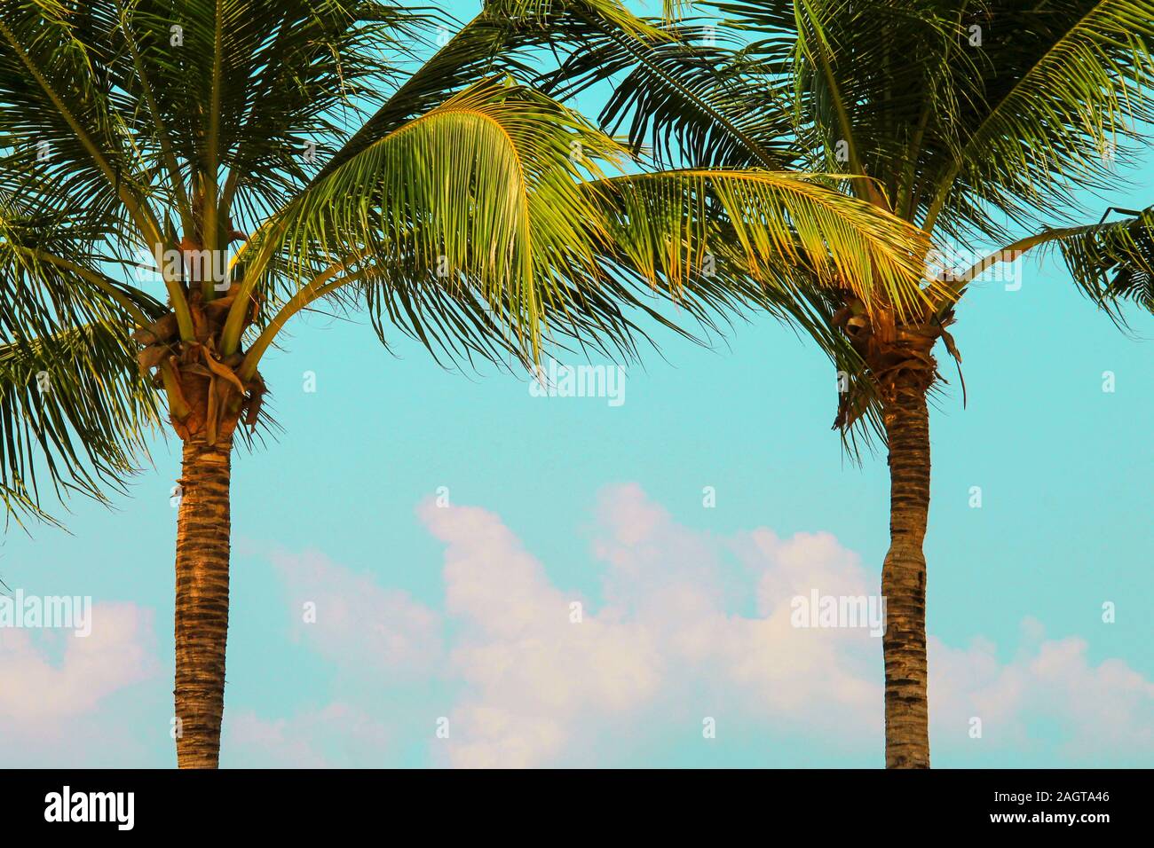 Une grande couronne verte de cocotiers tropicaux pousse dans un complexe exotique. Palm avec de grosses branches sur la plage contre le ciel bleu. Thaïlande Banque D'Images