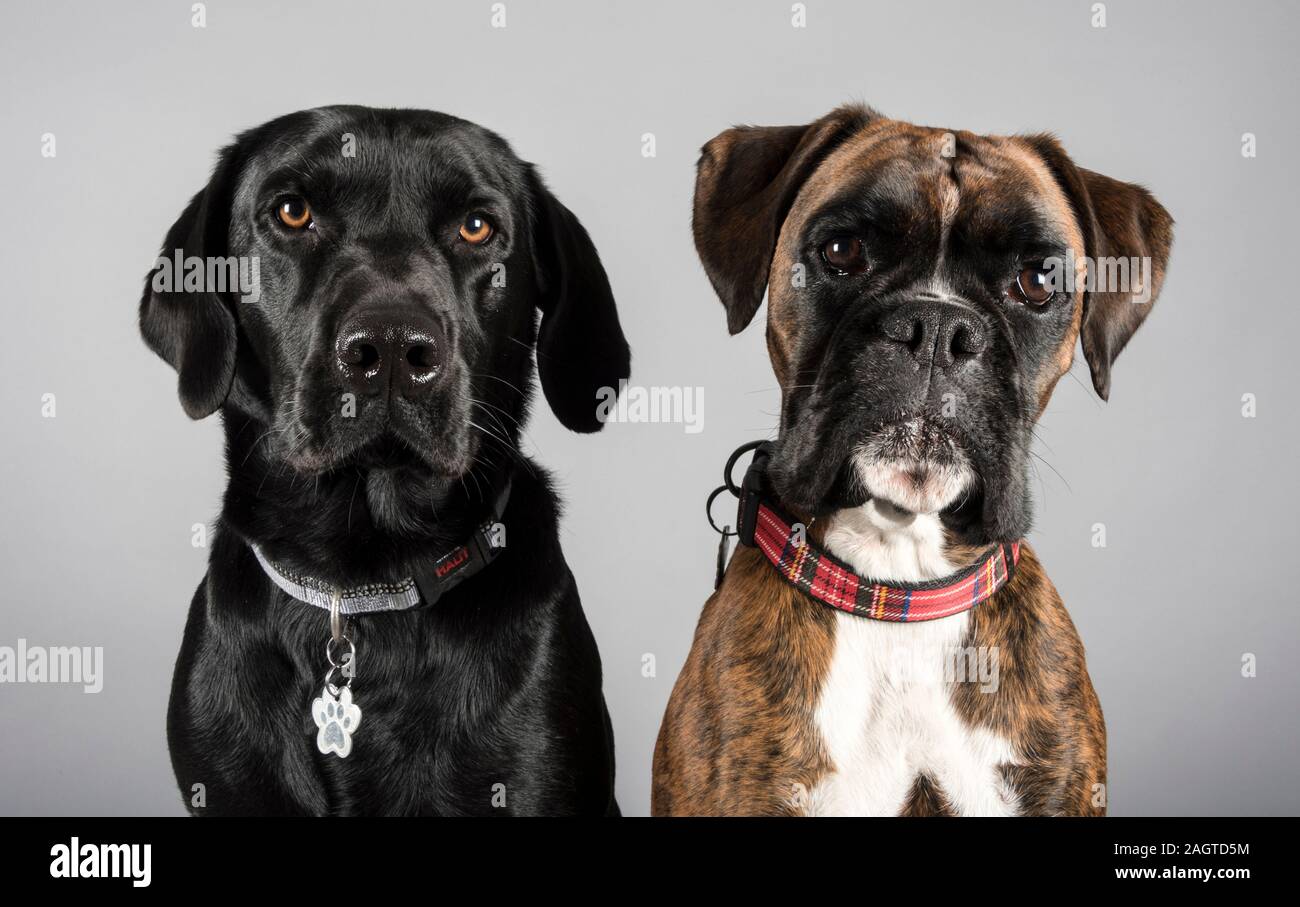 Double problème ! Amis doggy du Royaume-Uni Banque D'Images