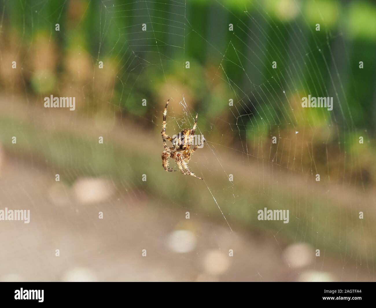 Araignée Araneus Diadematus (Croix) Aka'araignée Des Jardins, L'orangie,  Diadem Ou Orb Weaver Couronné. L'accent Sur La Santé Animale Et Web, Avec  Arrière-Plan Flou Photo Stock - Alamy