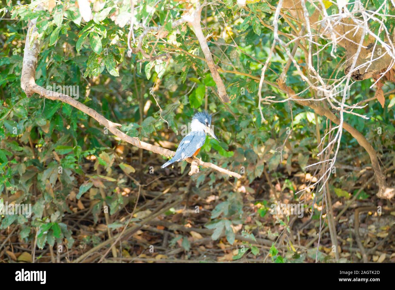 Ringed kingfisher sur la nature du Pantanal, Brésil. La faune du Brésil Banque D'Images