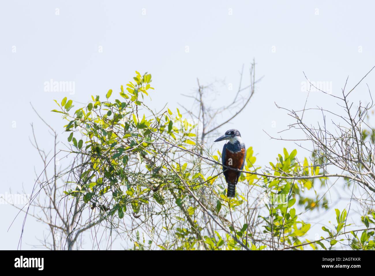 Ringed kingfisher sur la nature du Pantanal, Brésil. La faune du Brésil Banque D'Images