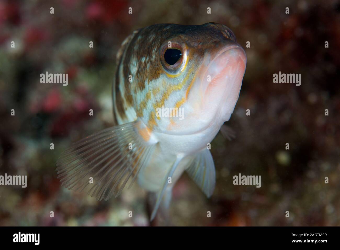 Portrait d'un poisson poisson comber (Thorogobius ephippiatus) dans le Parc Naturel de Ses Salines (Formentera, Pityuses, Îles Baléares, mer Méditerranée, Espagne) Banque D'Images