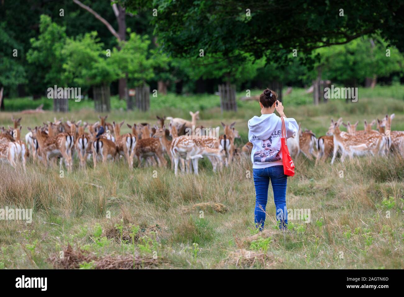 Une femme prend des photos avec le téléphone mobile de cerfs sauvages Richmond Park a proximité de repos dans l'arrière-plan, Richmond, London, UK Banque D'Images