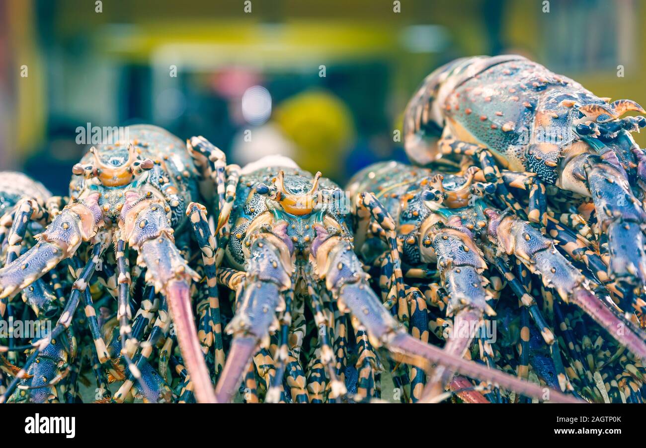 Homards frais. L'alimentation de rue en Thaïlande. China Town, Bangkok Banque D'Images