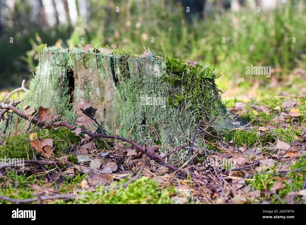 La souche d'arbre qui reste après que le vieil arbre est vu dans la forêt. Il y a beaucoup de mousse autour, des feuilles sèches et de brindilles fines sont également considérés. Banque D'Images