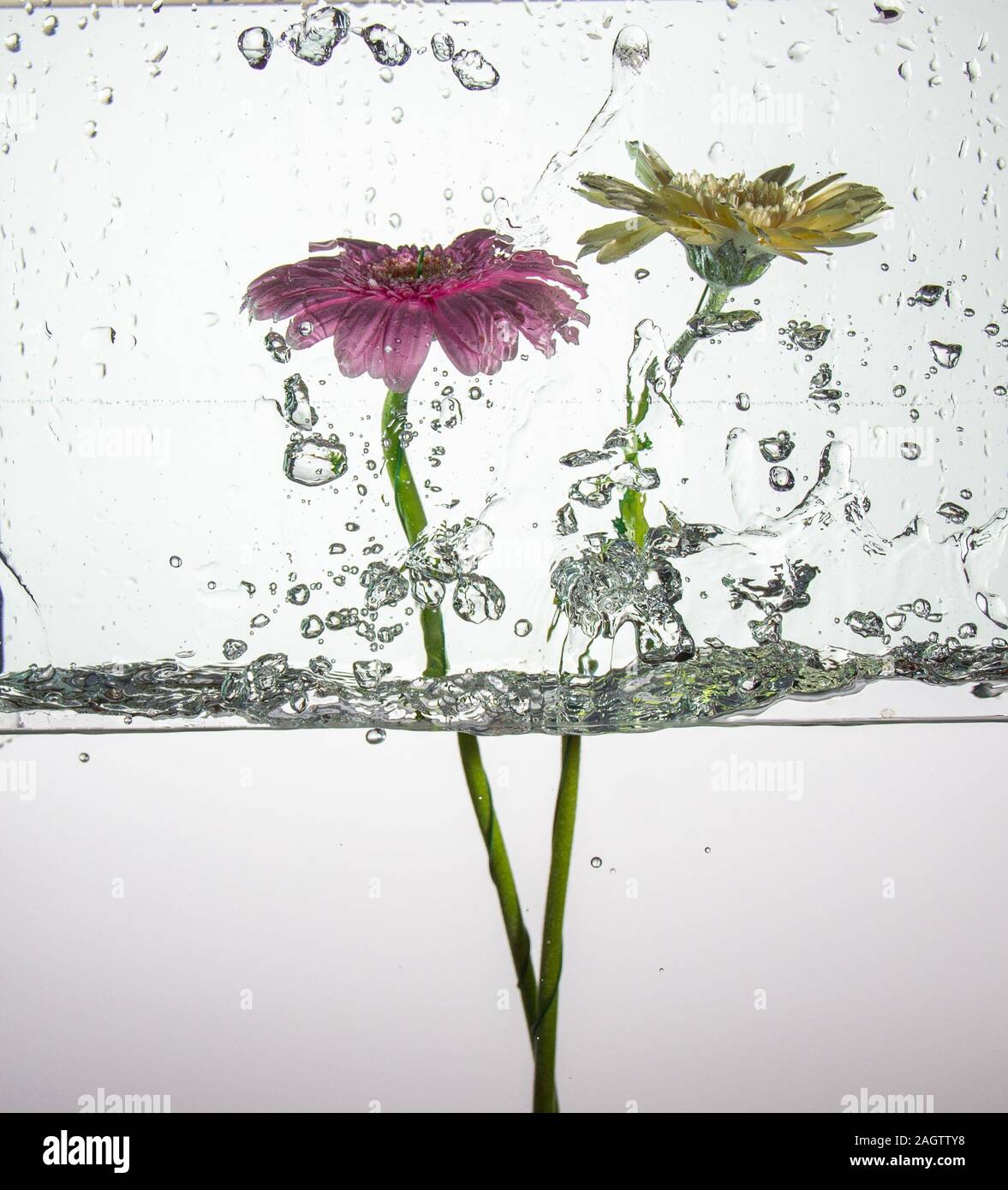 Underwater deux gerbera. Le gerbera appartient à la famille des Asteraceae, Banque D'Images