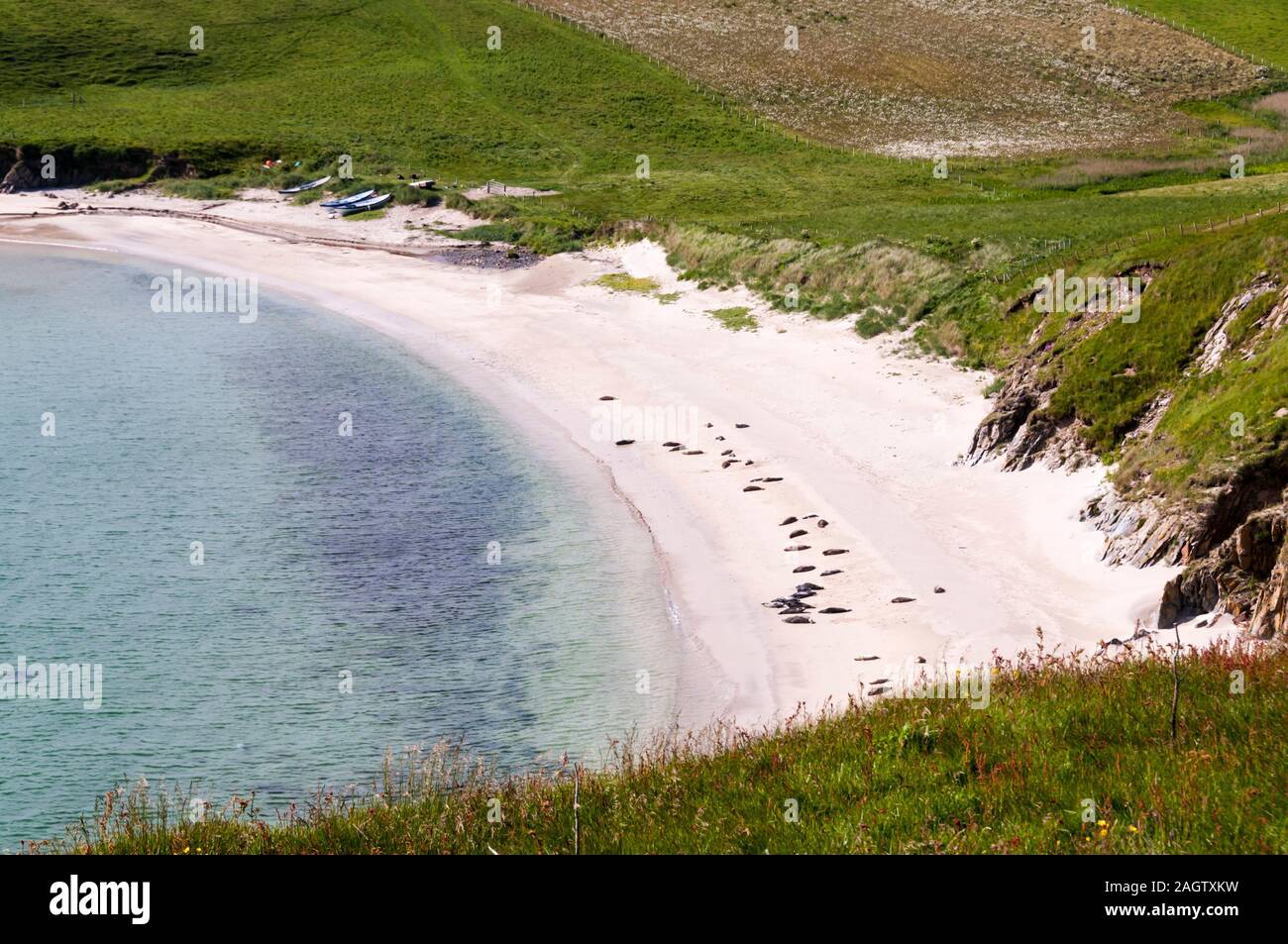 Harbour ou phoques communs (Phoca vitulina, sur une plage de sable fin dans la baie de Sousburgh dans le sud de Mainland Shetland. Banque D'Images