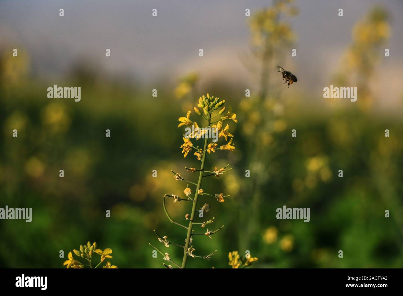 Photo de fleur en très bonne journée j'espère que vous le souhaitez Banque D'Images