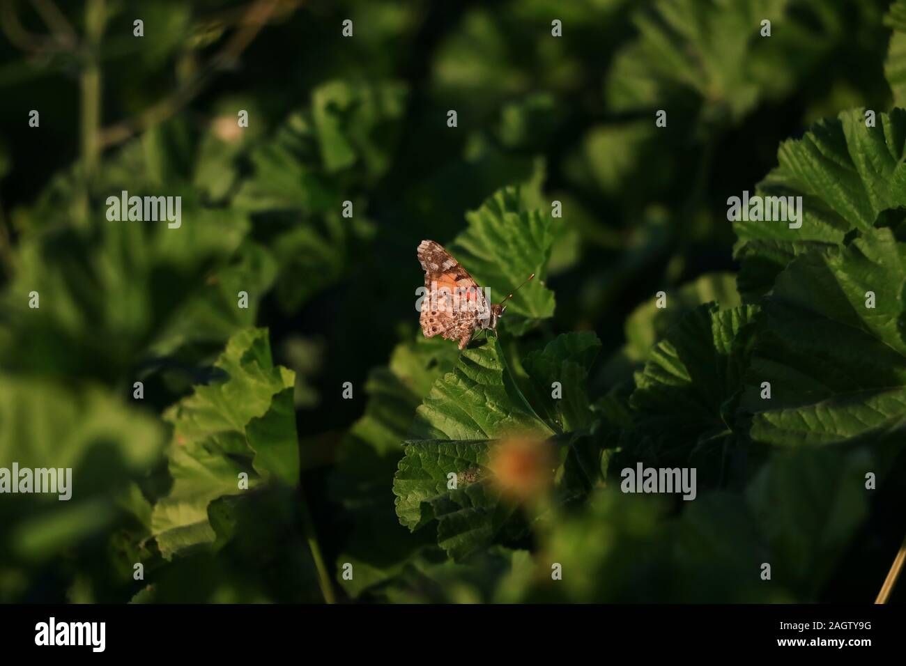 Photo de papillon de la belle journée Banque D'Images