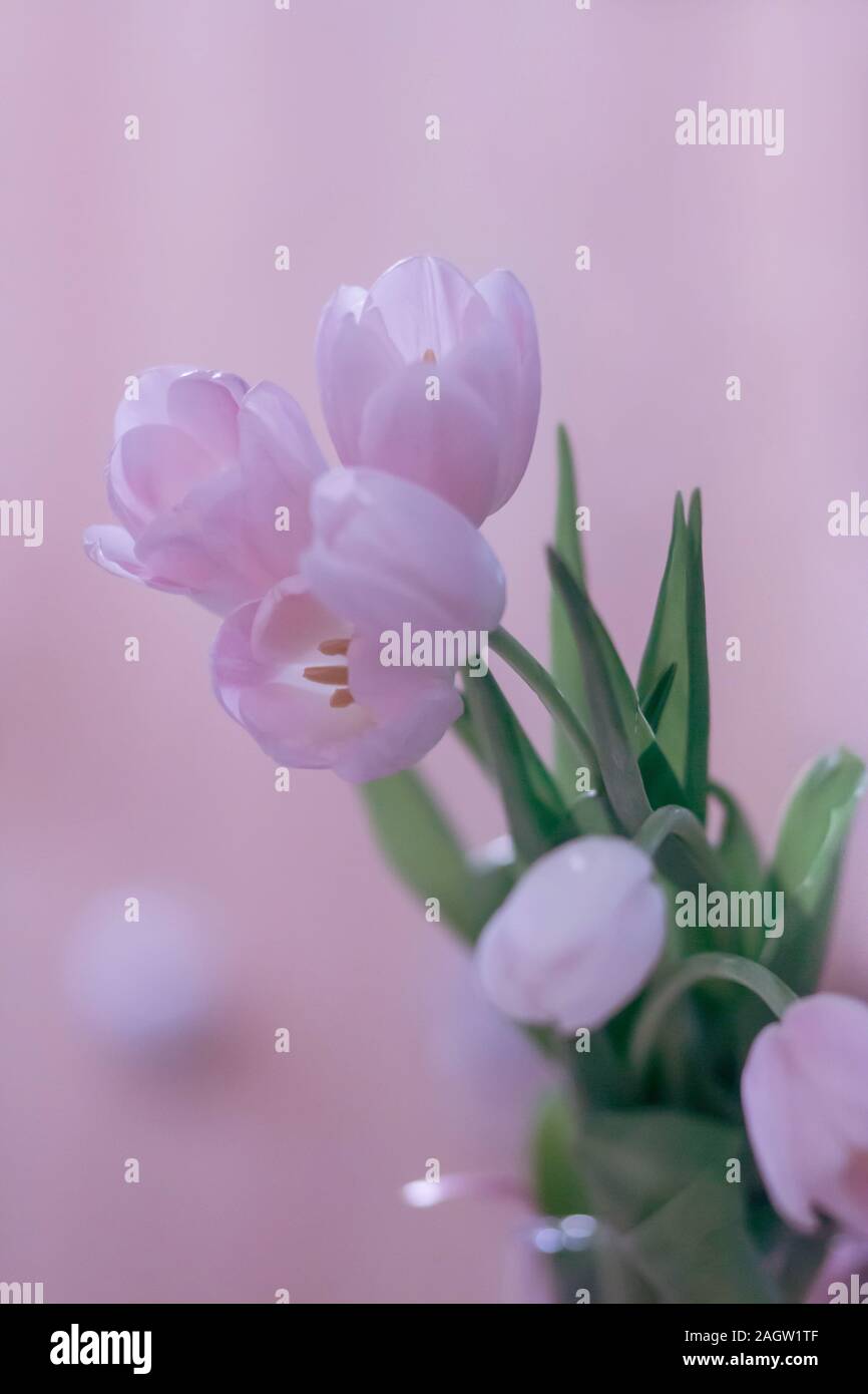 Bouquet de tulipes rose tendre sur un arrière-plan flou violet. Carte postale verticale pour la femme le 8 mars et la Fête des Mères. Banque D'Images