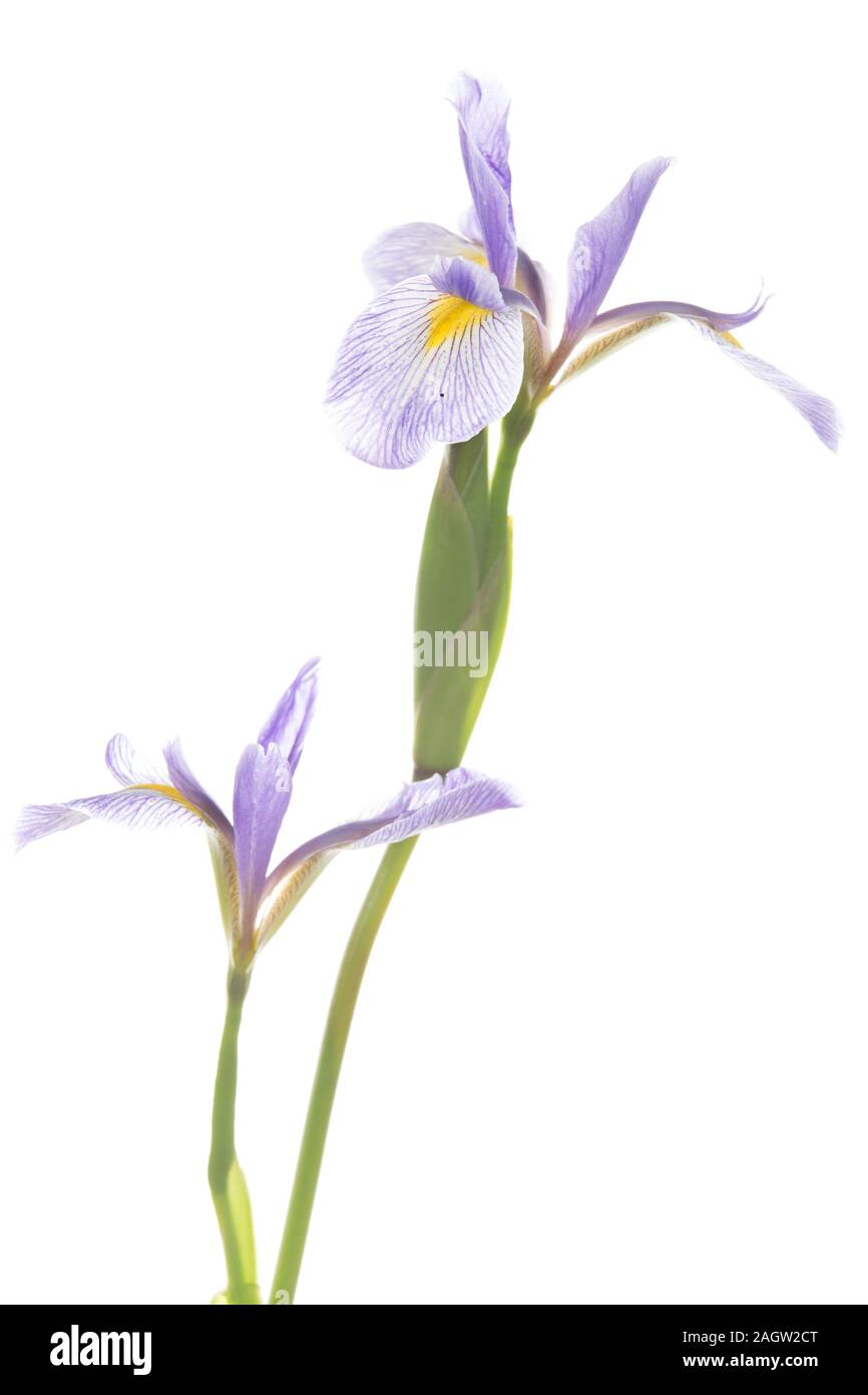 30099-00505 Iris Pavillon Bleu (Iris versicolor) (high key fond blanc) Marion Co. IL Banque D'Images