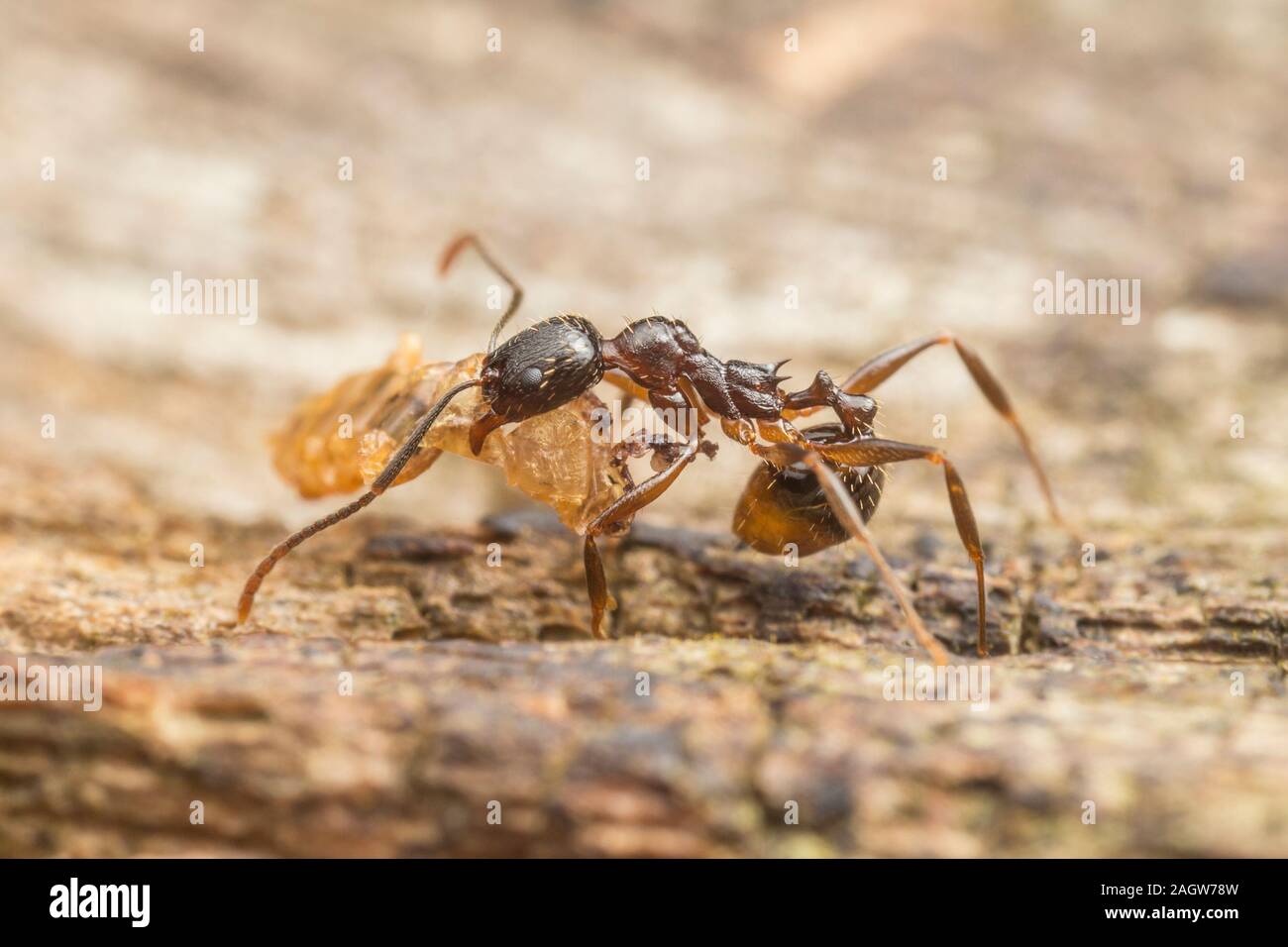 Une guêpe fourmi Aphaenogaster (Picea) travailleur s'piégé food retour à le nid. Banque D'Images