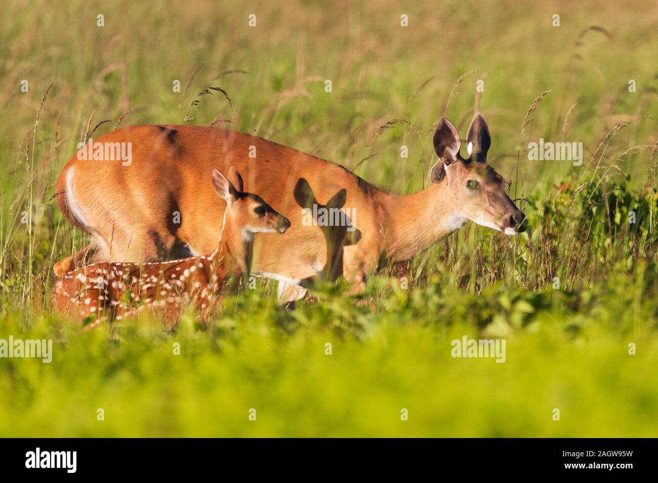 Bébé chevreuil (faon) avec des taches blanches et la mère dupont dans une clairière dans le Parc National Shenandoah, en Virginie Banque D'Images