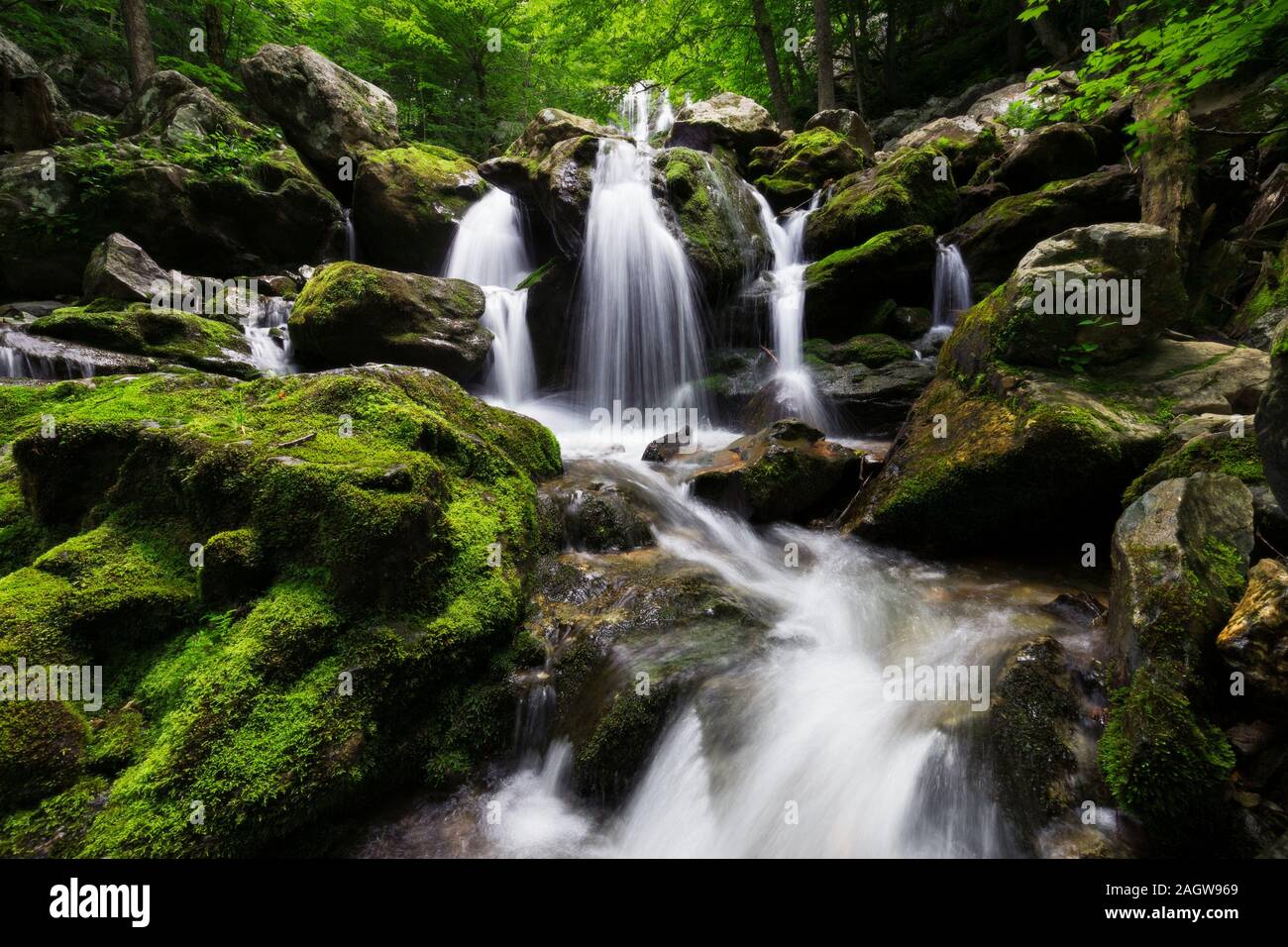 Dark Hollow chutes et rapides avec mousse verte et de fougères dans une sombre forêt près de Big Meadows dans le Parc National Shenandoah, en Virginie Banque D'Images