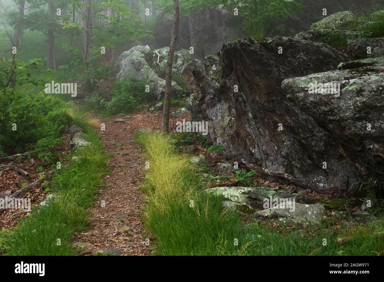 L'Appalachian Trail qui traverse une section de la forêt verdoyante de fougères, arbres, rochers et dans le Parc National Shenandoah, en Virginie Banque D'Images