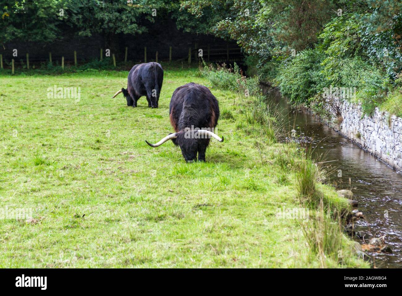 Close up d'un adulte highland vache dans un champ avec de l'herbe verte la fin de l'été dans les Highlands écossais Banque D'Images