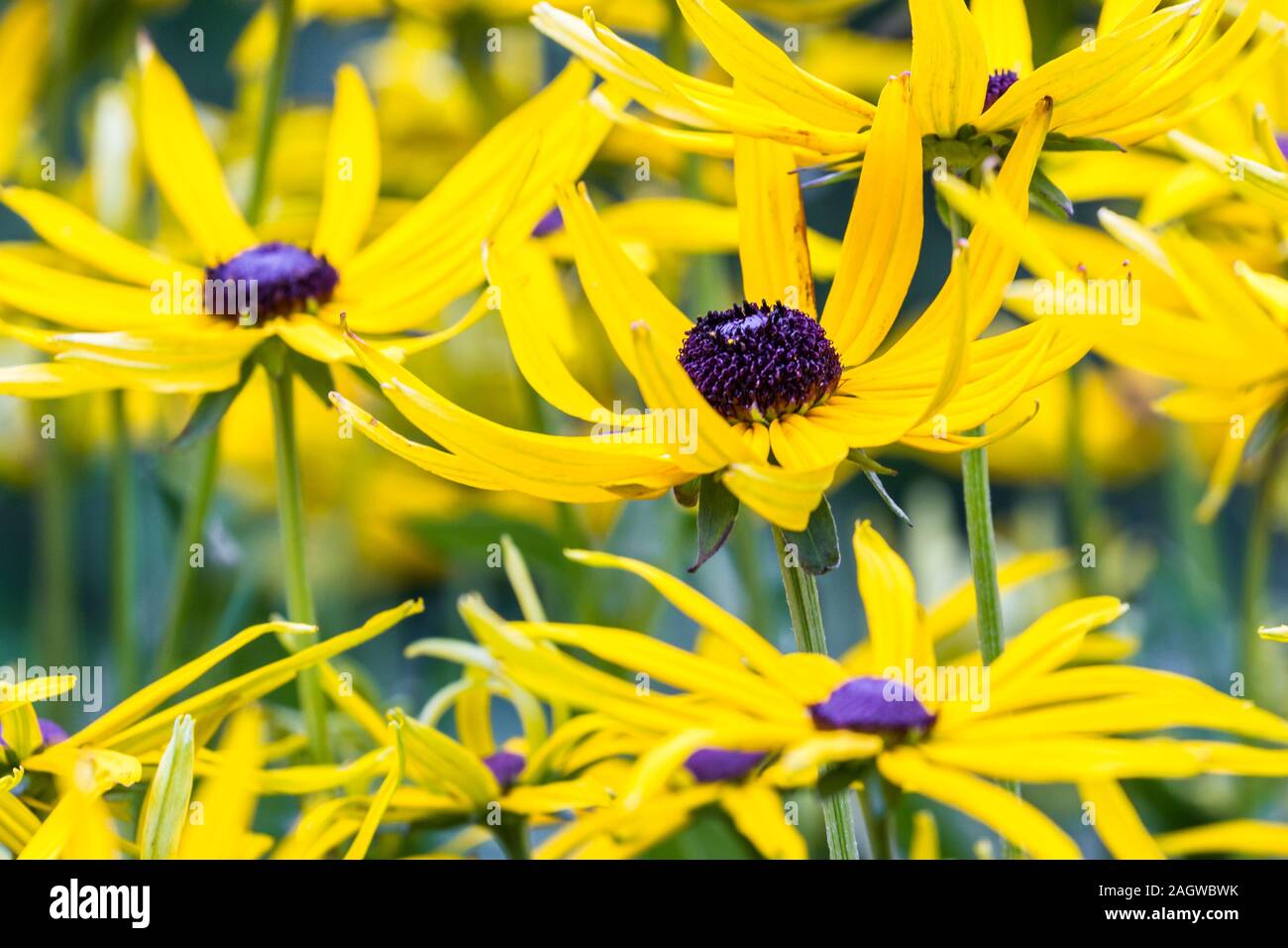 Echinaceas jaune vif qui fleurit dans les highlands écossais avec une douce lumière naturelle Banque D'Images