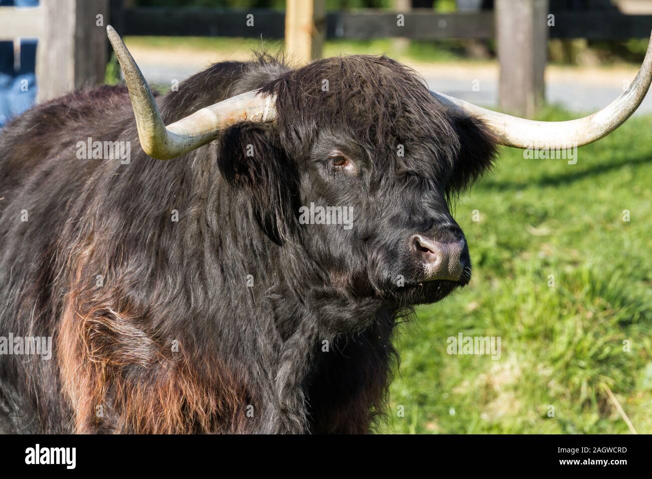 Close up d'un adulte highland vache dans un champ avec de l'herbe verte la fin de l'été dans les Highlands écossais Banque D'Images